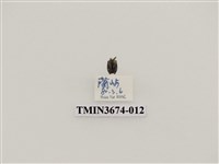 藏品(象鼻蟲(2))的圖片